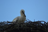 /album/fotogalerij1/dsc-1335-jpg/