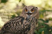 /album/fotogalerij1/ransuil-jpg/