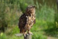 /album/fotogalerij1/dsc-1337-jpg/