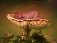 /album/fotogalerij/paddestoel-39-47016-jpg/