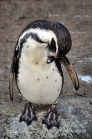 /album/fotogalerij1/dsc-0205-jpg/