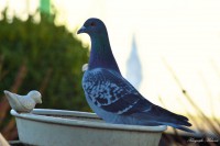 /album/fotogalerij1/dsc-0327-jpg/